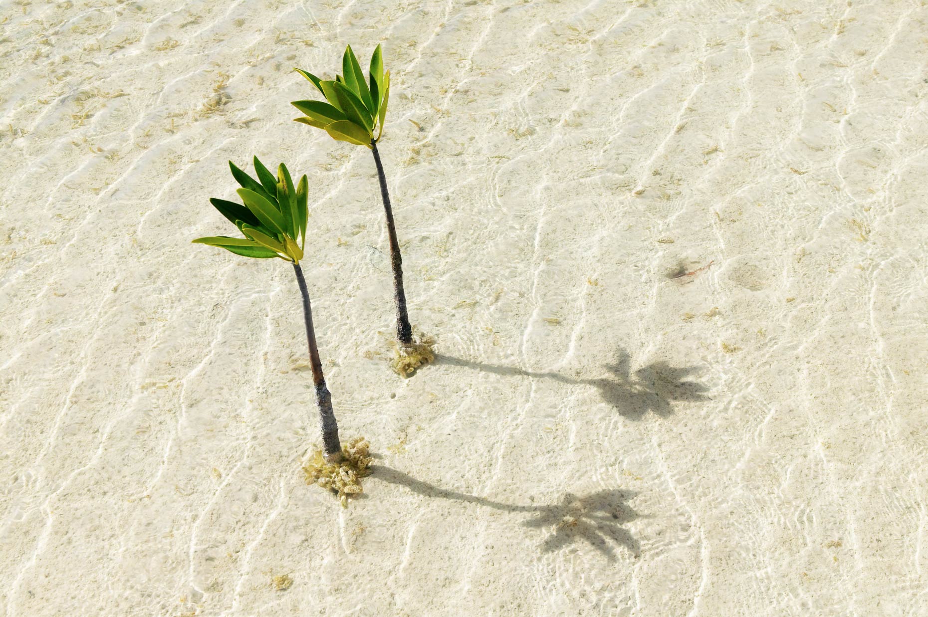 PlantsWater441ABBC.jpg