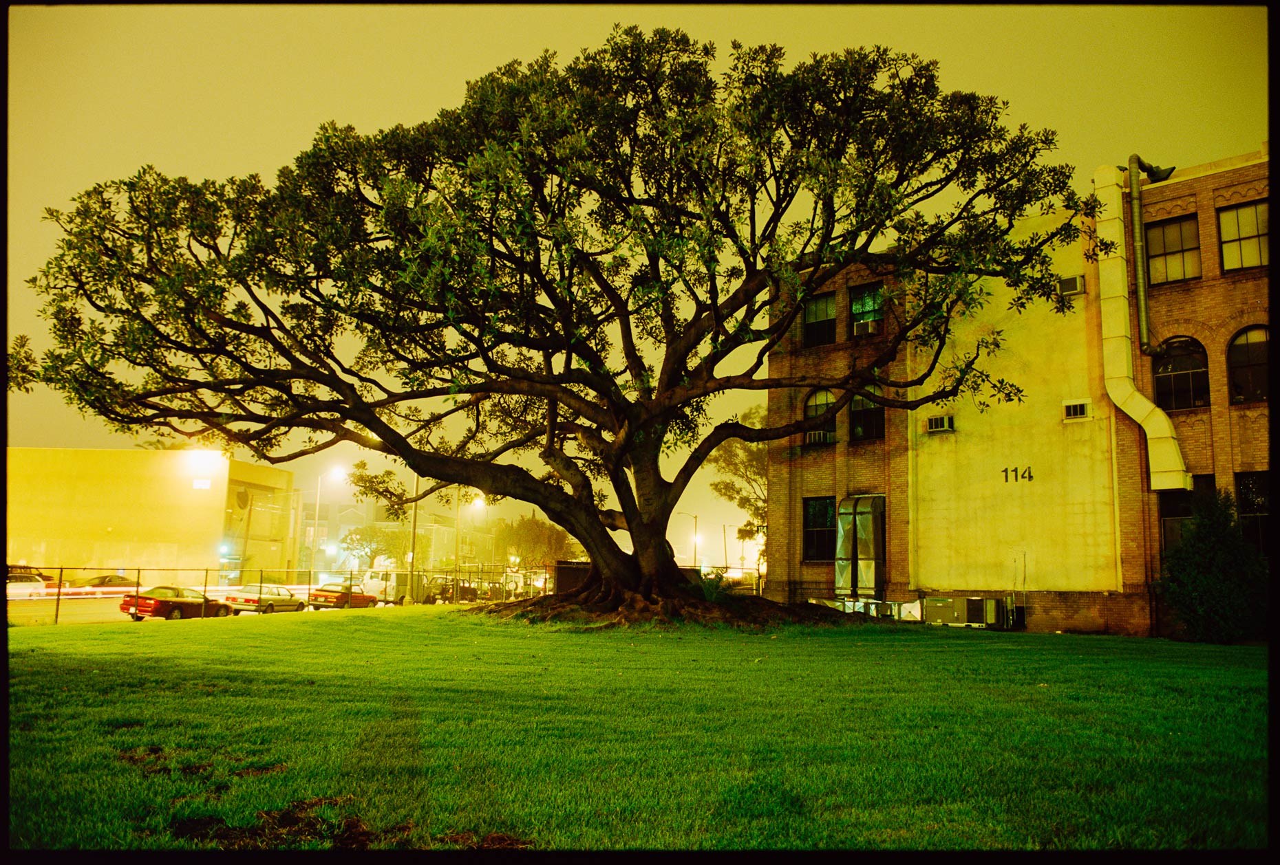 Tree-VA-Night.jpg